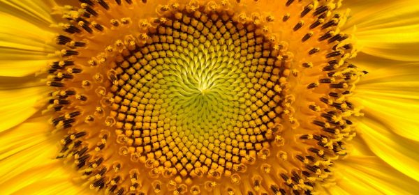 Raw, Organic & Nuts: The magic of sunflowers
